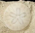 Fossil Sand Dollars In Limestone - France #17234-1